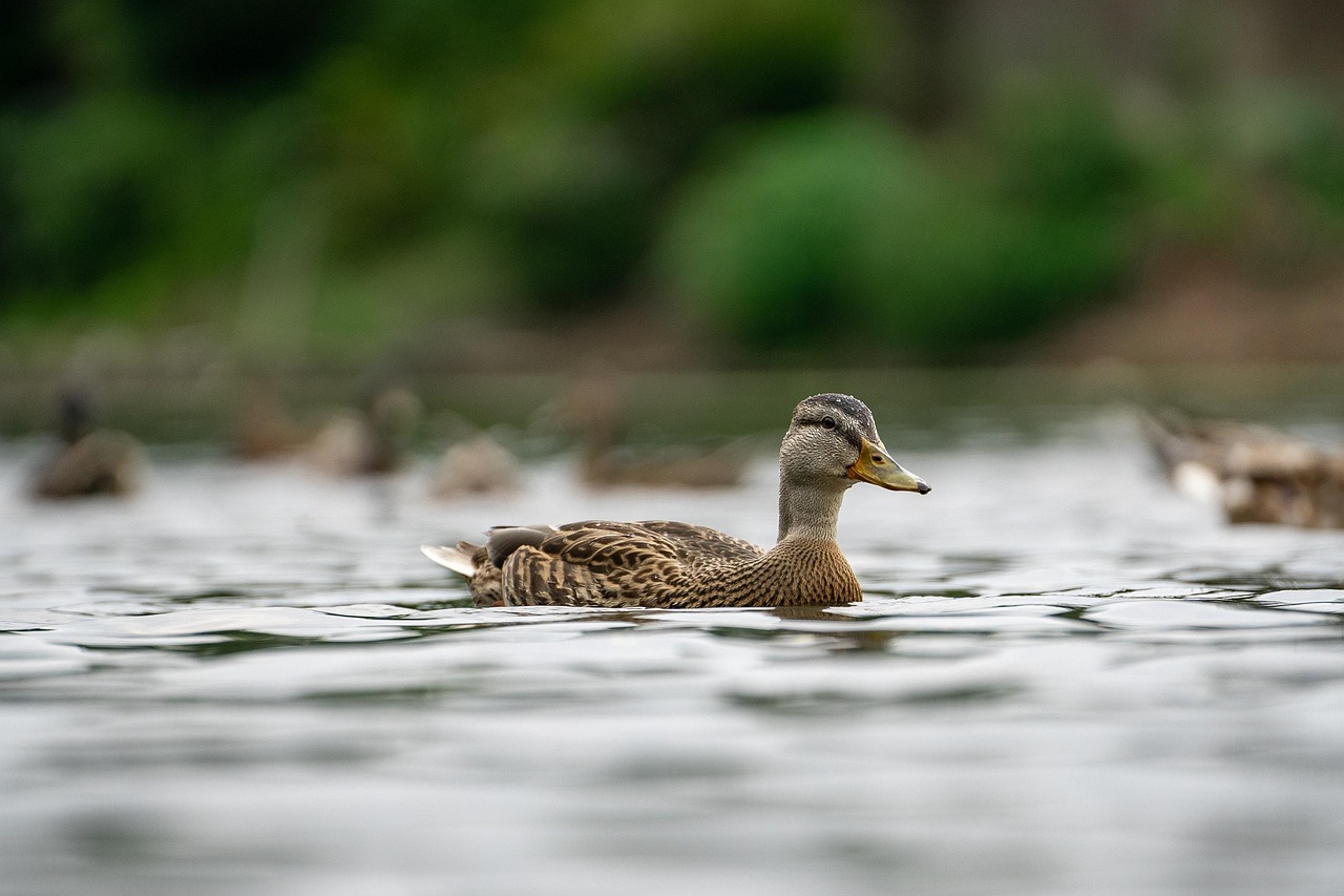 Why Pond and Lake Owners Are Choosing In-House Dredging Over Contractor Programs