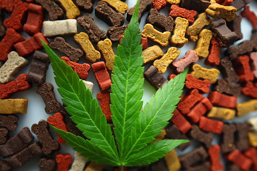 buy CBD dog treats