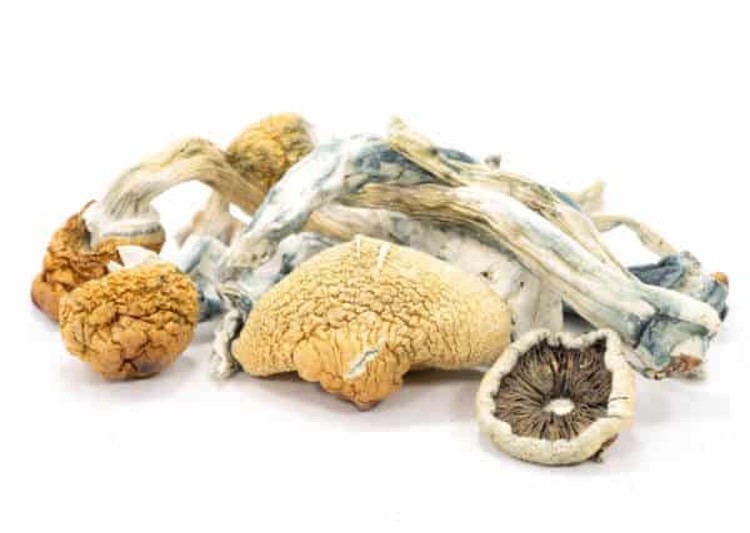buy magic mushroom
